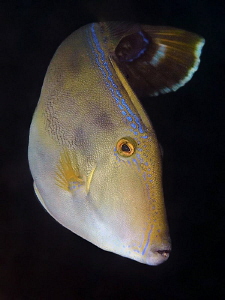 Six-spined Leatherjacket. Shiprock, Port Hacking by Doug Anderson 